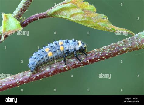 Larva seven spot ladybird spotted ladybug hi-res stock photography and images - Alamy