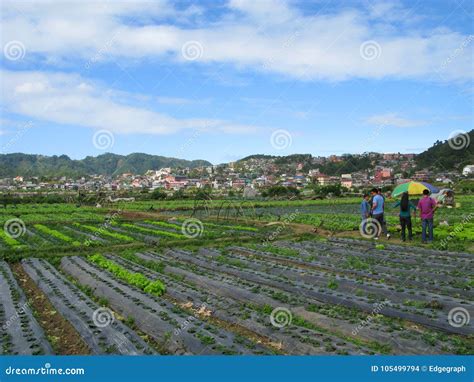 Strawberry Farm, Baguio, Philippines Editorial Stock Image - Image of hill, drinks: 105499794