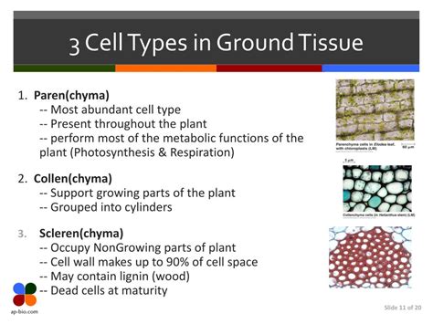 PPT - Plant Transport AS PowerPoint Presentation, free download - ID:2208220