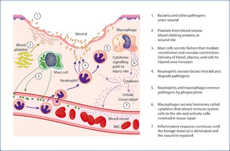 Inflammatory Response Process