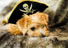 Pirate Dog | Pirates Forums