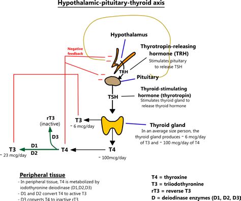 Hypothalamic-pituitary-thyroid axis illustration