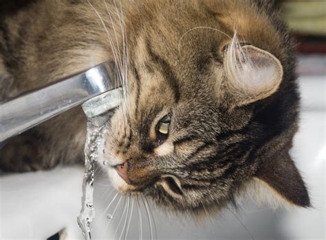 Why do cats hate water? - How To Train My Cat