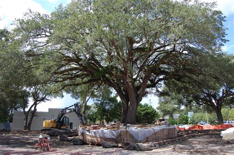 Halpern Relocates 200-Year Old Oak Tree