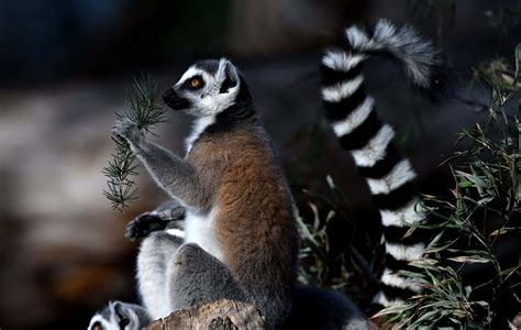 Download Stunning Portrait Of A Lemur In Its Natural Habitat Wallpaper ...