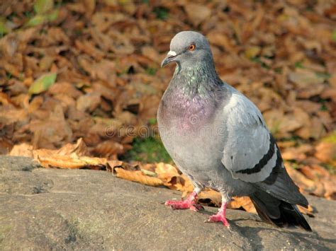 Pigeon standing stock photo. Image of adorable, golden - 46556220