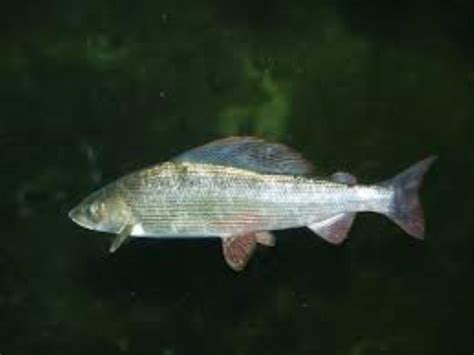 Grayling Information and Picture | Sea Animals