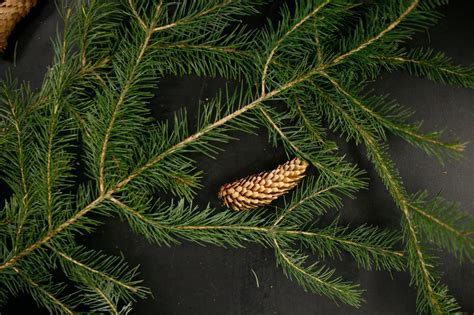 Tree Identification: Picea sitchensis - Sitka Spruce