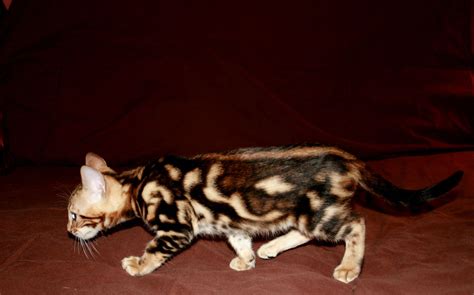 Bengal marble kitten | Bengal cat, Cats, Cat training