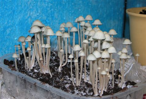 Panaeolus cyanescens: The Ultimate Mushroom Guide