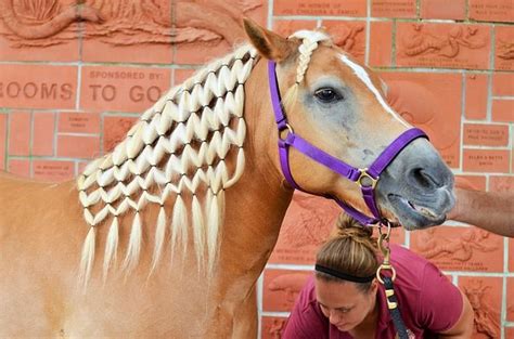 BRAIDED HORSE MANES: Why, How-to & Expert Advice - Braid Secrets | Horses, Horse mane, Horse ...