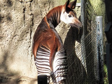 Fun And Amazing Okapis: fun facts about okapis