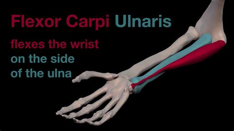 Arm Muscles: 29 Flexor Carpi Ulnaris - YouTube