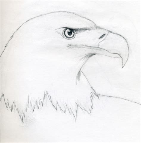 How To Draw A Bald Eagle ~ Mulberry