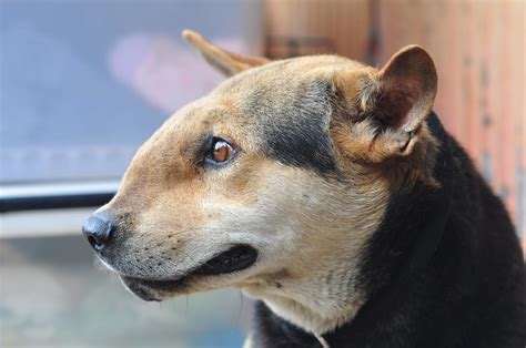 【D03456 阿隆索(Alonso)】TVT dog. | 2012.05.17 @ TUAPA shelter. | Flickr