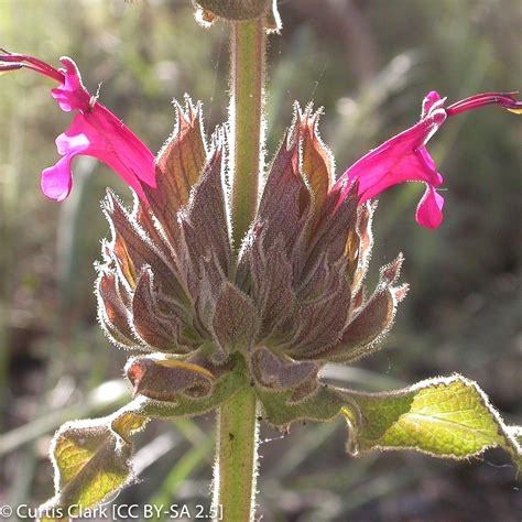 Salvia spathacea (Hummingbird Sage) | California Native Seeds from CNPS-SD