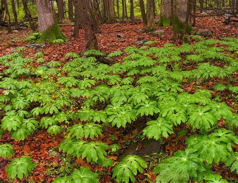 Carpeted | Deciduous forest plants, Plants, Temperate deciduous forest