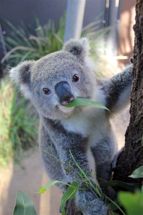 Koalas im Taronga Zoo küssen (mit Bildern) | Süße tiere, Niedliche ...