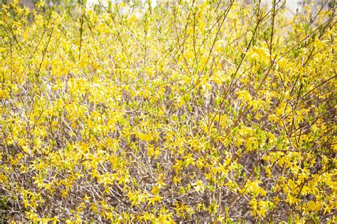 Forsythia Spring Flower - Free photo on Pixabay - Pixabay