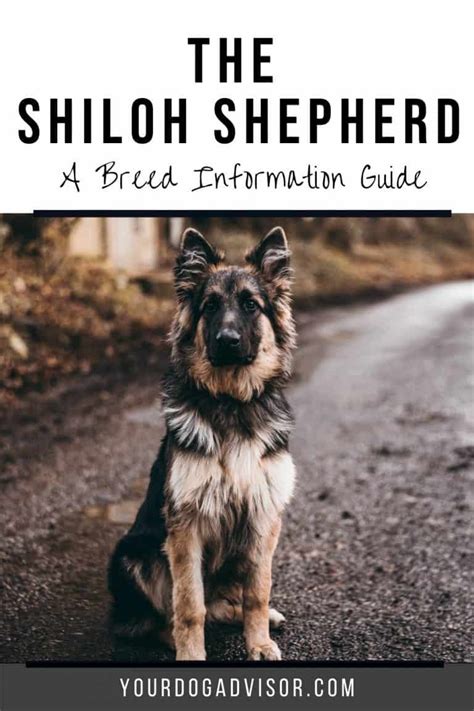 The Shiloh Shepherd - A Breed Information Guide | Your Dog Advisor