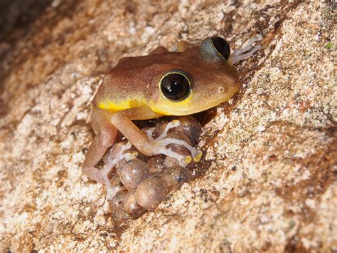 Coquí frog has hung around Caribbean for 29M years - Futurity