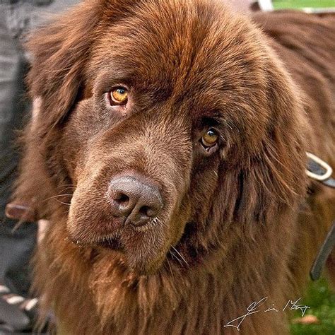 brown-newfoundland | Dogs, Newfoundland puppies, Landseer dog