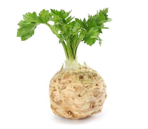 Celery Root (NL) : Buy online | freshtohome.com