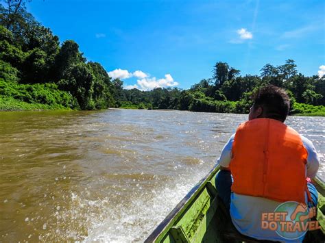 Brunei Jungle - Primary Rainforest Paradise - FeetDoTravel