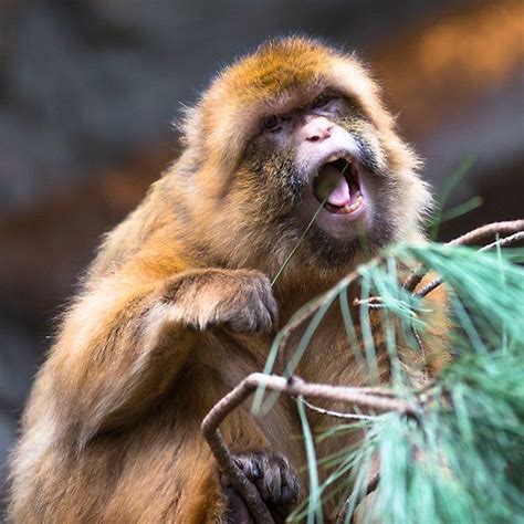 Barbary Macaque monkey | Monkey, Macaque, Macaque monkey