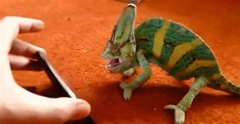 Fun Gifs - The Camouflaging Chameleon