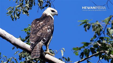 Mengenal Burung Elang Flores dan Ciri cirinya - Hewanpedia