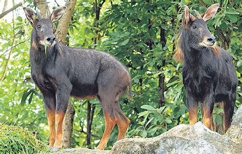 Species in news: Himalayan Serow - Civilsdaily