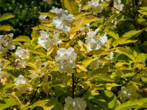 18 Beautiful Mock Orange Varieties (Philadelphus) - Petal Republic