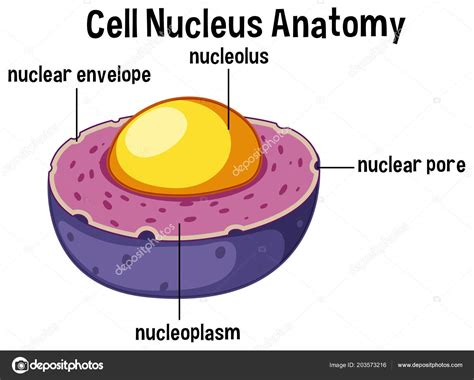 Núcleo Células Animales Ilustración Anatomía — Archivo Imágenes Vectoriales © brgfx #203573216