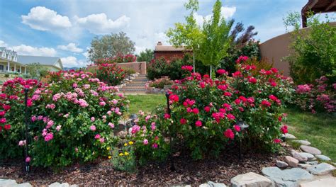 Grow these roses in your spring garden this season - The Statesman