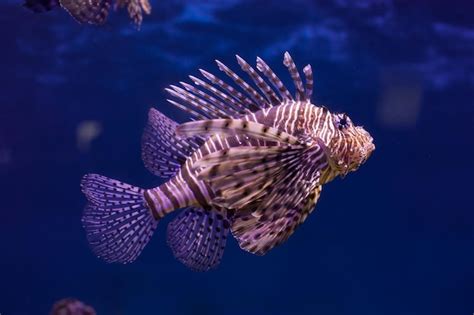 Premium Photo | Red lionfish closeup in the aquarium