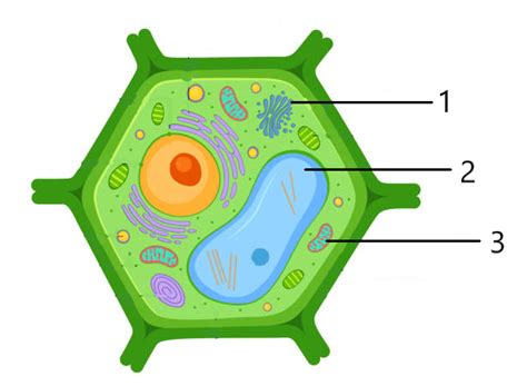 Learning the Plant and Animal cell - Quiz & Test