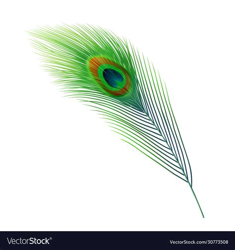 Peacock feather green plume peafowl bird tail Vector Image