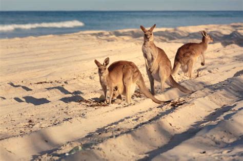 10 Beautiful Beaches In Brisbane And In The City Outskirts