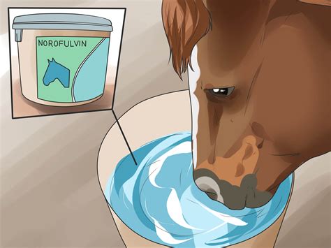 How to Treat Ringworm in Horses: 8 Steps (with Pictures) - wikiHow