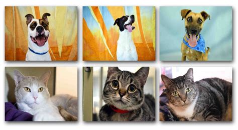 Humane Society Broward County Holds Summer Splash Adoption event ...