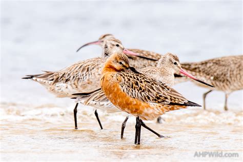 Bar-tailed Godwit – AHP Wild