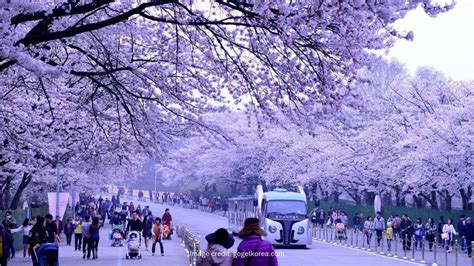 8 Top Places to See Cherry Blossoms in Seoul - Travelodge Asia Hotels