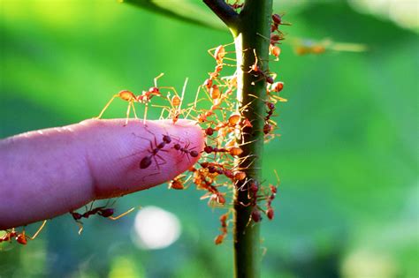 Ants vs. Humans: Solving the Mystery of How Ants Manage Traffic So Well