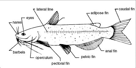 Channel catfish: life history and biology | The Fish Site