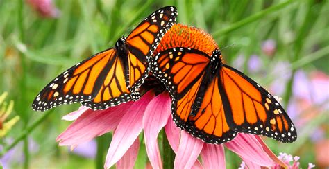 Monarch Butterflies Are Flocking To The Gardens At The Shedd Aquarium