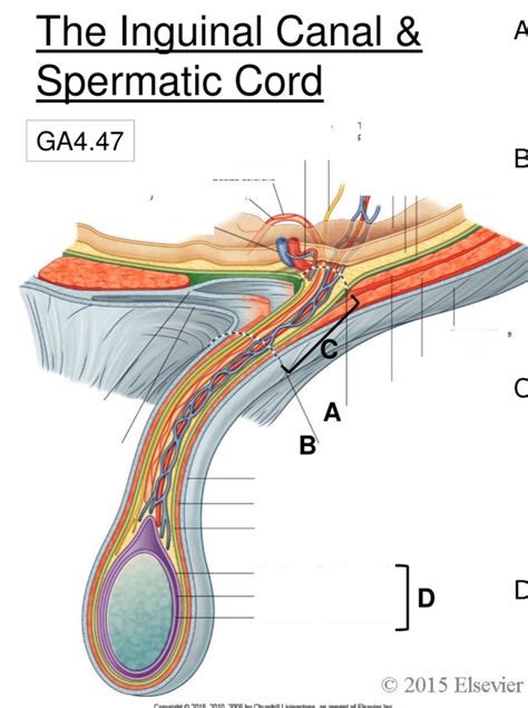 The Inguinal Canal and Spermatic Cord Diagram | Quizlet