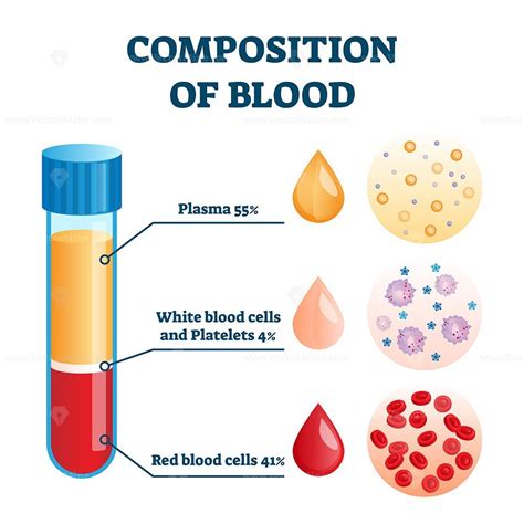 Composition of blood vector illustration - VectorMine