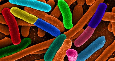 Scientists find new way to corral genetically engineered bacteria