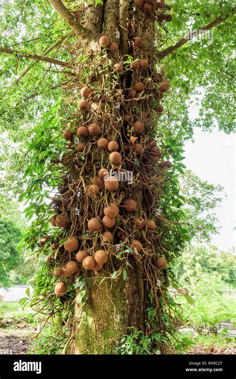 Shala tree or Sal tree (Shorea robusta) and its fruits Stock Photo - Alamy